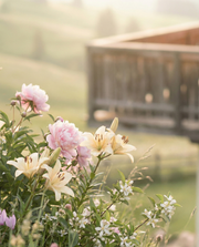 FLORA - flowering mountain meadow
